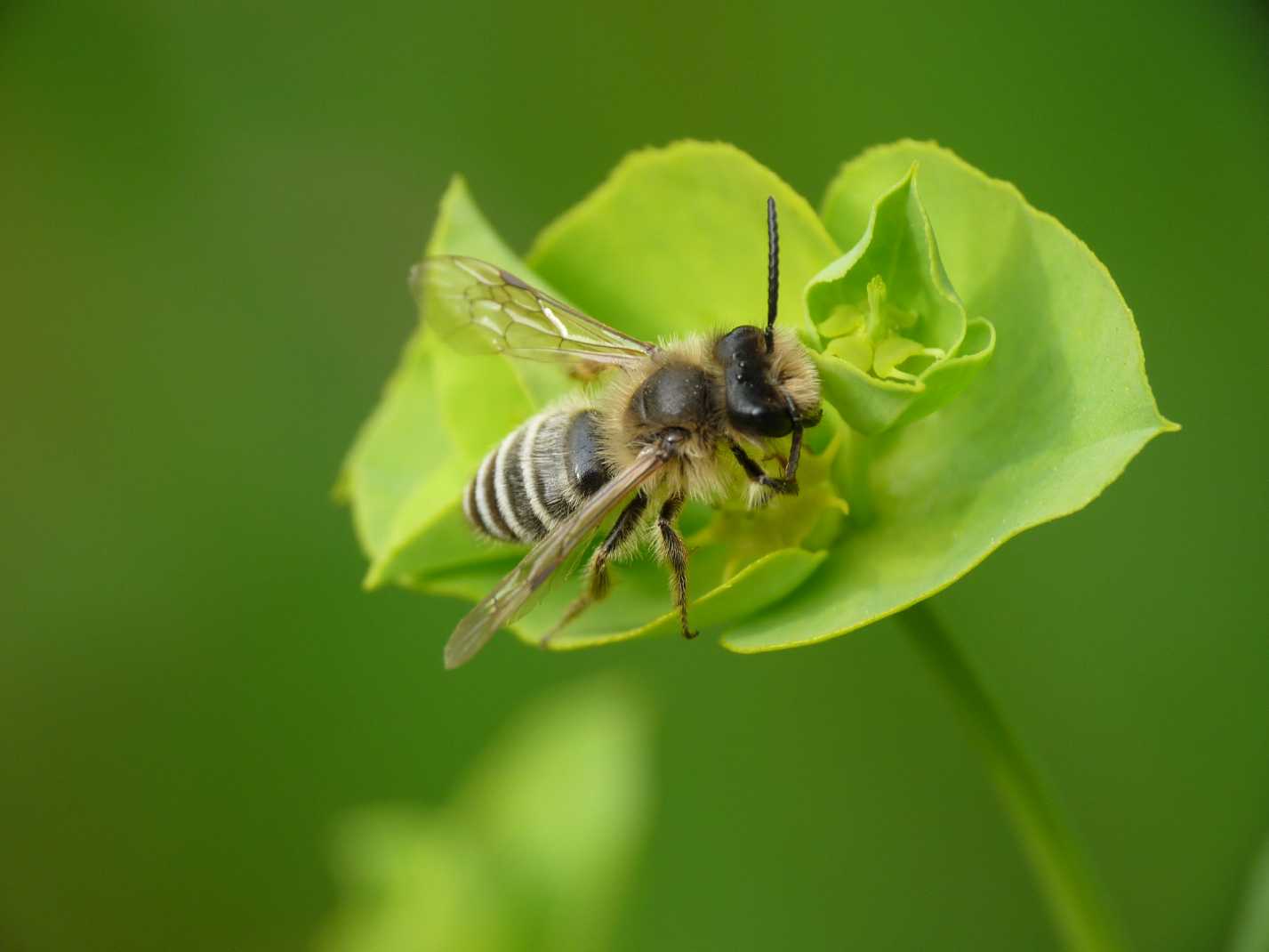 Andrena sp. (Apidae Andreninae)